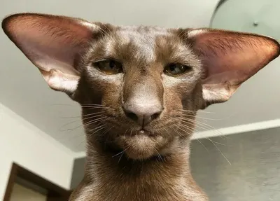 Кот с большими ушами фото фотографии