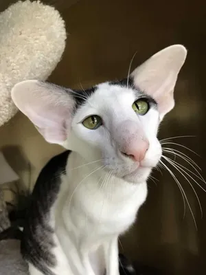 Ориентальная кошка с большими ушами …» — создано в Шедевруме