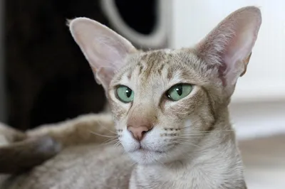 Ориентальный кот с большими ушами , …» — создано в Шедевруме