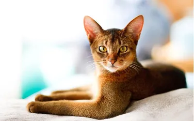Породы кошек и котов с большими ушами