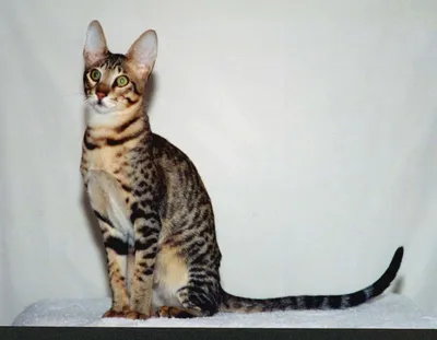 Топ-7 породистых кошек с большими ушами | Hill's