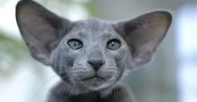Обзор пород кошек с большими ушами | Labirint Z | Дзен