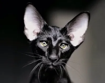 Кот с большими ушами» — создано в Шедевруме