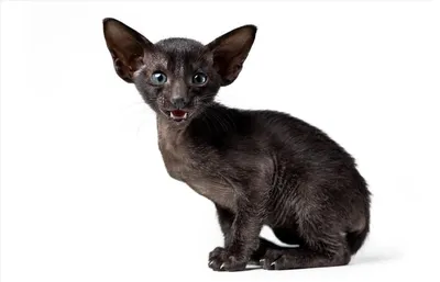 Кошки с большими ушами: породы и их особенности