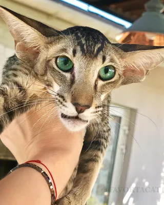 Ориентал коты с большими ушами - 74 фото