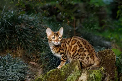 Красивый кот с большими ушами Стоковое Изображение - изображение  насчитывающей прелестное, бело: 130865719