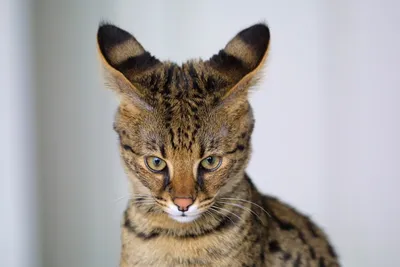 Топ-7 породистых кошек с большими ушами | Hill's
