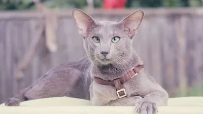 8 пород кошек с необычным внешним видом - Pets