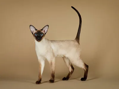 Кот с большими ушами и красным …» — создано в Шедевруме
