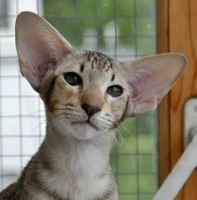 Кот с большими ушами стоковое изображение. изображение насчитывающей больш  - 154387831