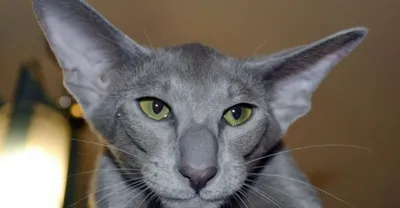 Самая ушастая в мире кошка покорила Сеть (ФОТО): читать на Golos.ua