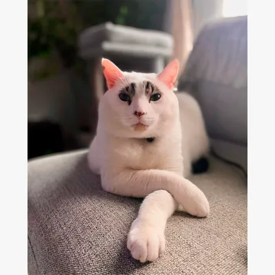Кот с бровями фото 
