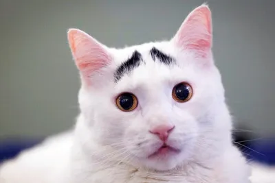 Познакомьтесь с элегантным котом, который прославился своими белыми бровями  | Panda 🐾 Интересное о животных | Дзен