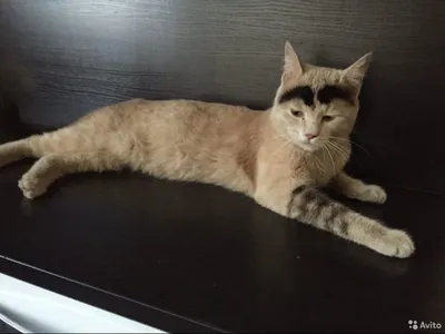 Кот с «бровями» стал интернет-сенсацией