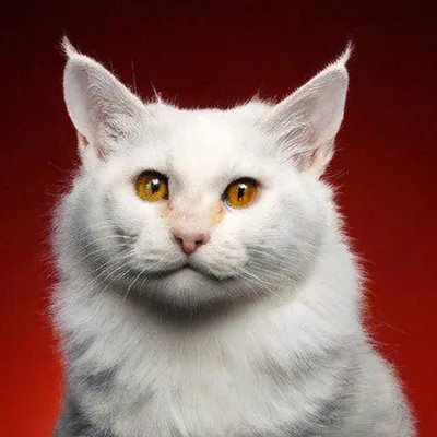Знакомьтесь, бровастая кошка по кличке Лилли брови, животные, кошка |  キュートな猫, 子猫, 美しい猫