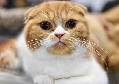 Кот с необычными бровями стал новым кумиром интернета: посмотрите на его  милые фото