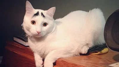 Познакомьтесь с котом Сквидом — у него очень необычные «брови»