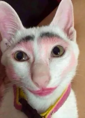 Кот с необычными бровями стал новым кумиром интернета: посмотрите на его  милые фото | Super.ru | Дзен