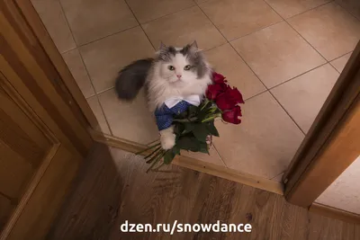 Кот с букетом роз в синем свитере…» — создано в Шедевруме
