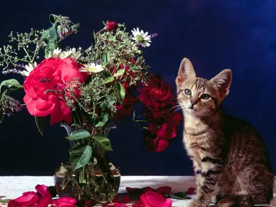 Открытка на День рождения дочери - кот в сапогах с красивым букетом цветов