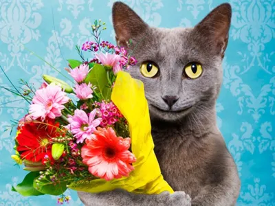 Кот и букет, животные, котята, кошки, цветы х - Обои для рабочего стола