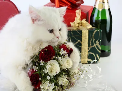 Кот с цветами - 70 фото