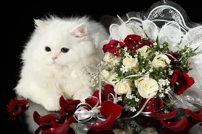 Кот с букетом цветов\" Арт.\"МЖ0051\"
