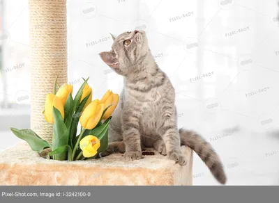 Кот лежит рядом с букетом цветов, …» — создано в Шедевруме