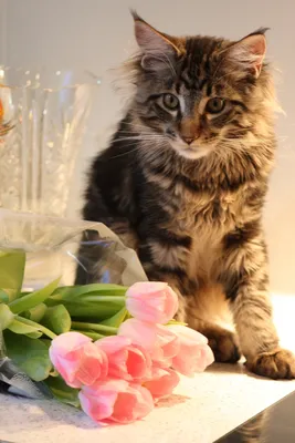 большой серый кот и букет цветов Стоковое Фото - изображение насчитывающей  одно, любознательно: 215965740