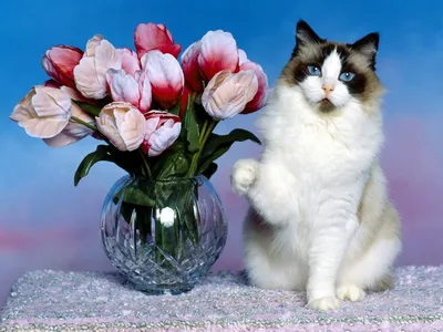 Онлайн пазл «Букет тюльпанов и кот»