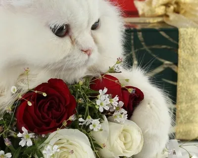 Котик с букетом цветов - фото и картинки abrakadabra.fun