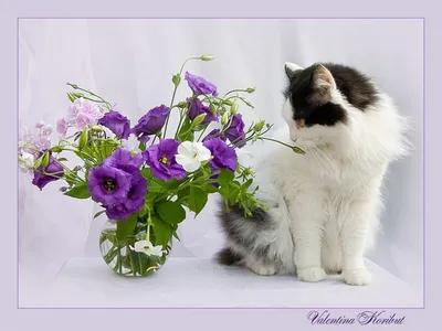 Абиссинская кошка с вазой с цветами | Премиум Фото