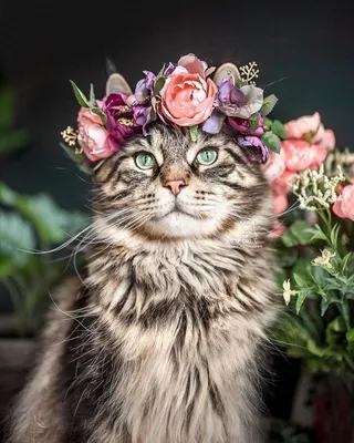 Яшкин Кот - У меня уже готов Для тебя букет котов, Очень свежие коты! Они  не вянут, как цветы. Вянут розы и жасмин, Вянут клумбы георгин, Вянут  цветики в саду, На лугу