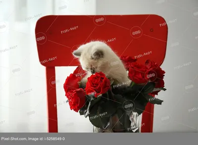 Кот с букетом цветов - 53 фото - картинки: смотреть онлайн | кошки разные |  Постила