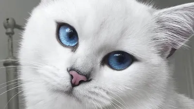 Кот с голубыми глазами фото фотографии