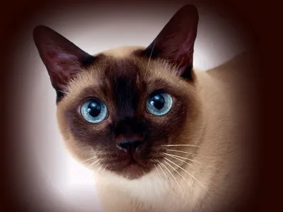 Кошки с голубыми глазами – 5 пород - Today.ua