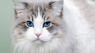 Кошка с голубыми глазами - 59 фото