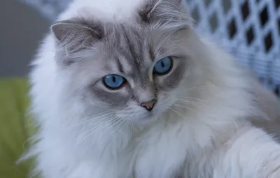 Коты с голубыми глазами (10 фото) | Любимые домашние питомцы | Дзен
