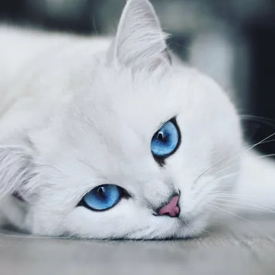 Кот с голубыми глазами. :: Ольга – Социальная сеть ФотоКто