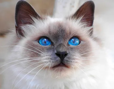 Сибирская белая с голубыми глазами кошка - 65 фото