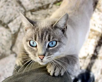 Породы кошек с голубыми глазами: ТОП10 с фото и названиями
