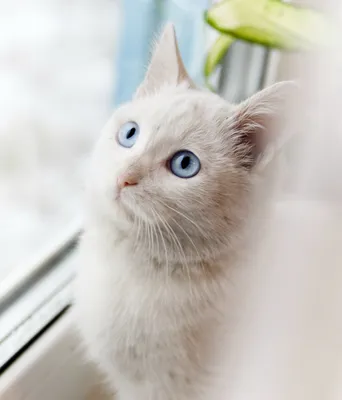 Молодой красивый кот с голубыми глазами Стоковое Фото - изображение  насчитывающей прелестное, разведенными: 110266376