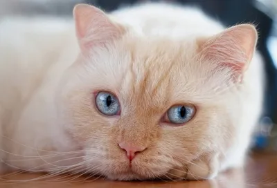 Кот с голубыми глазами, в свитере …» — создано в Шедевруме