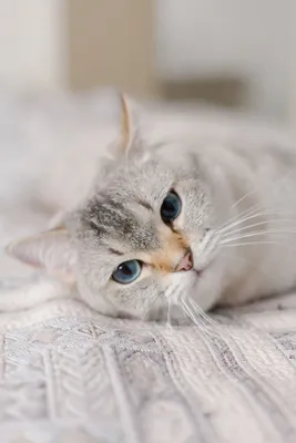 Серый кот с голубыми глазами без …» — создано в Шедевруме