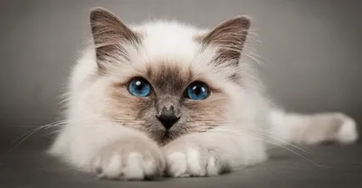 Два бездонных океана глаз: породы кошек с голубыми глазами - Рамблер/новости