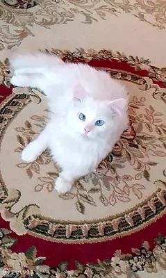 Кот с голубыми глазами стоковое изображение. изображение насчитывающей одно  - 56018575