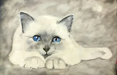 Кот с голубыми глазами | Photo and video, Instagram photo, Kitten