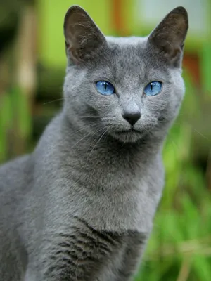белый кот с голубыми глазами на руках у девочки Stock Photo | Adobe Stock