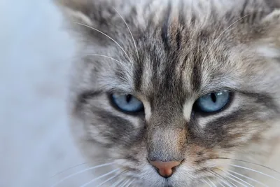сиамская кошка с голубыми глазами Фон Обои Изображение для бесплатной  загрузки - Pngtree