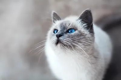 Дымчатый кот с голубыми глазами - картинки и фото koshka.top